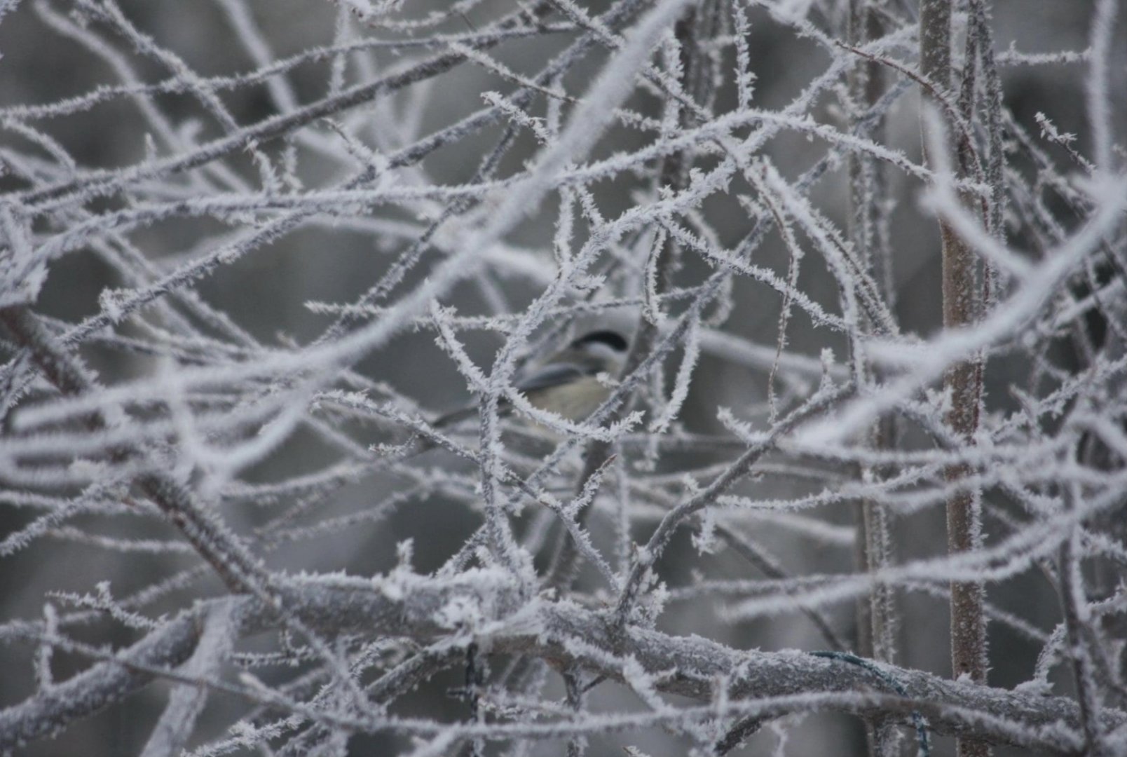 Black-capped Chickadee - Alaska