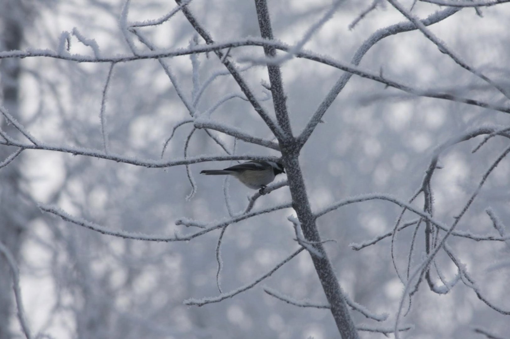 Black-Capped Chickadee - Alaska