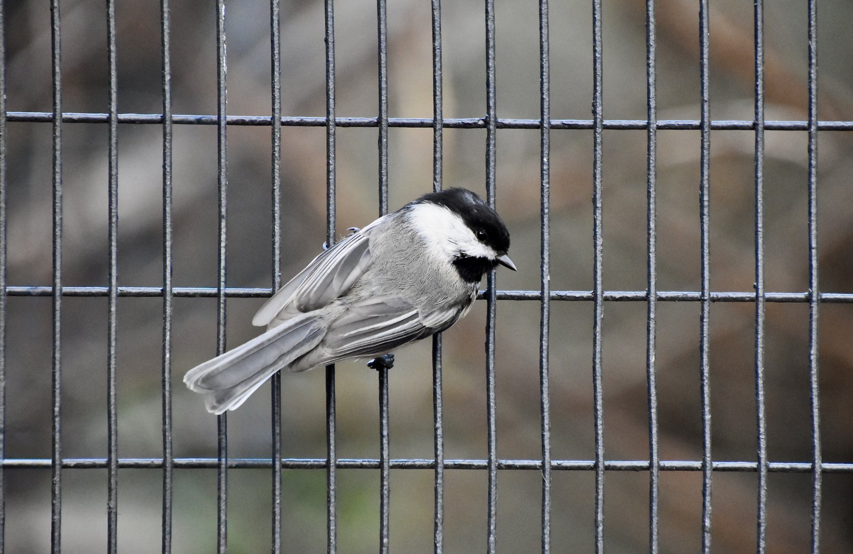 Black-Capped Chickadee (Poecile atricapillus atricapillus) - wild