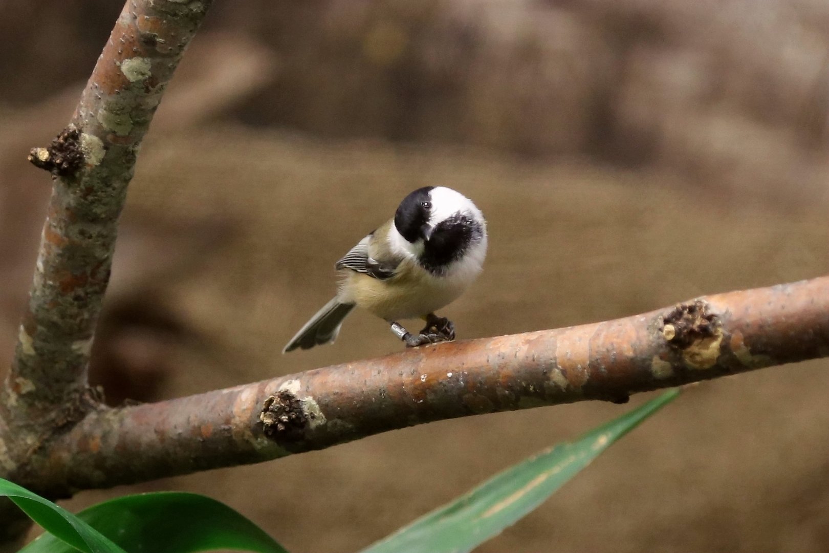 Black-capped Chickadee (Poecile atricapillus), December 2016