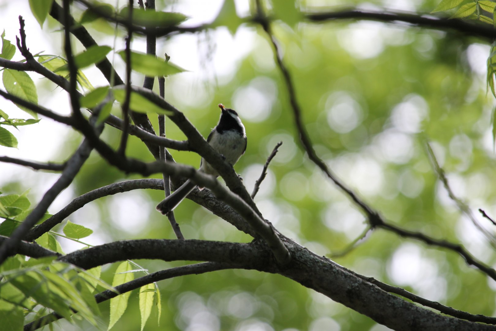 Black-Capped Chickadee (Poecile atricapillus)
