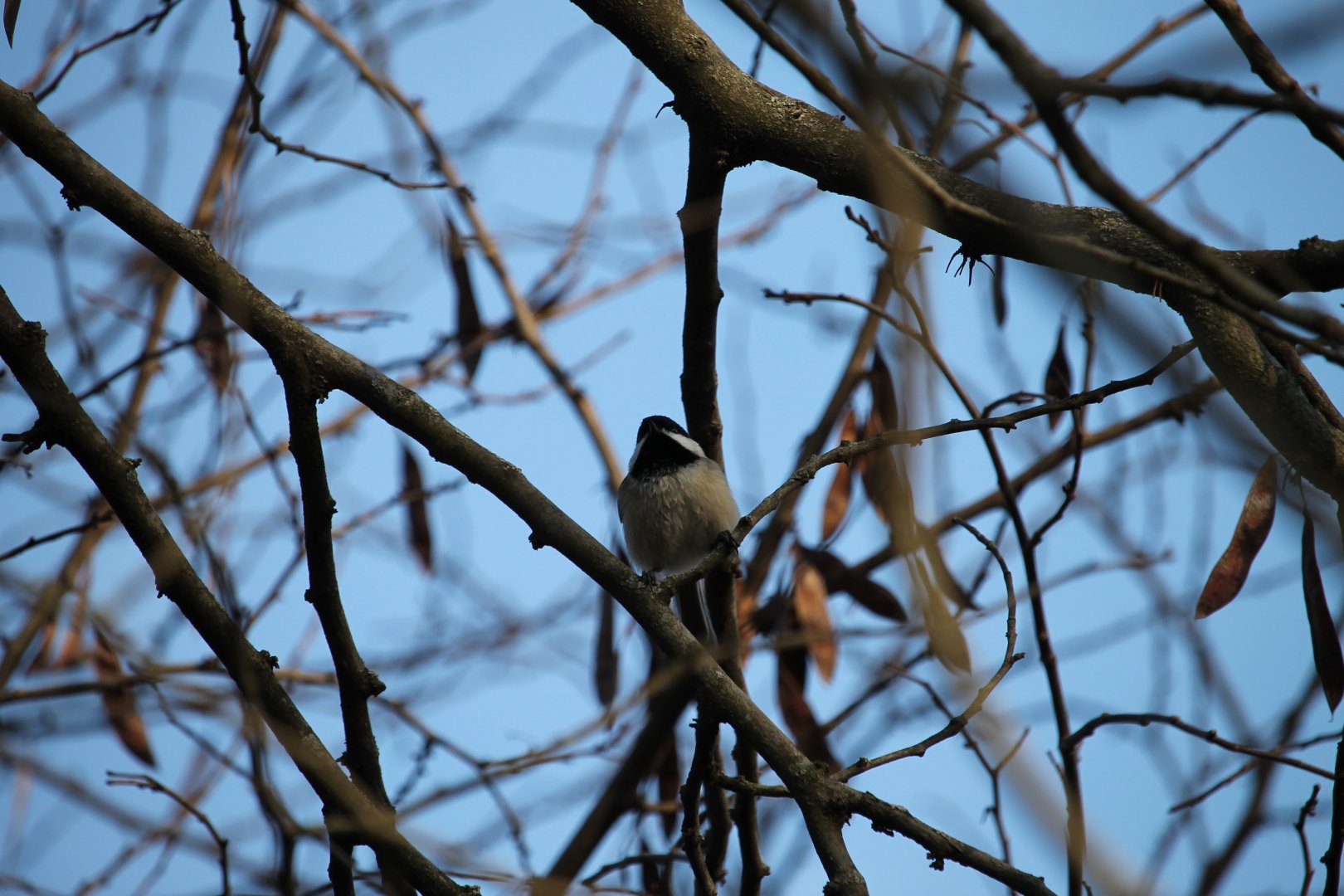 Black-Capped Chickadee (Poecile atricapillus)