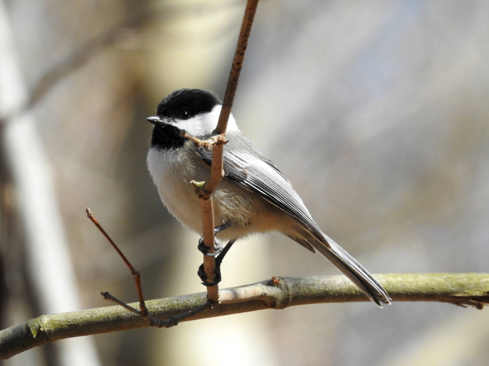Black-capped Chickadee