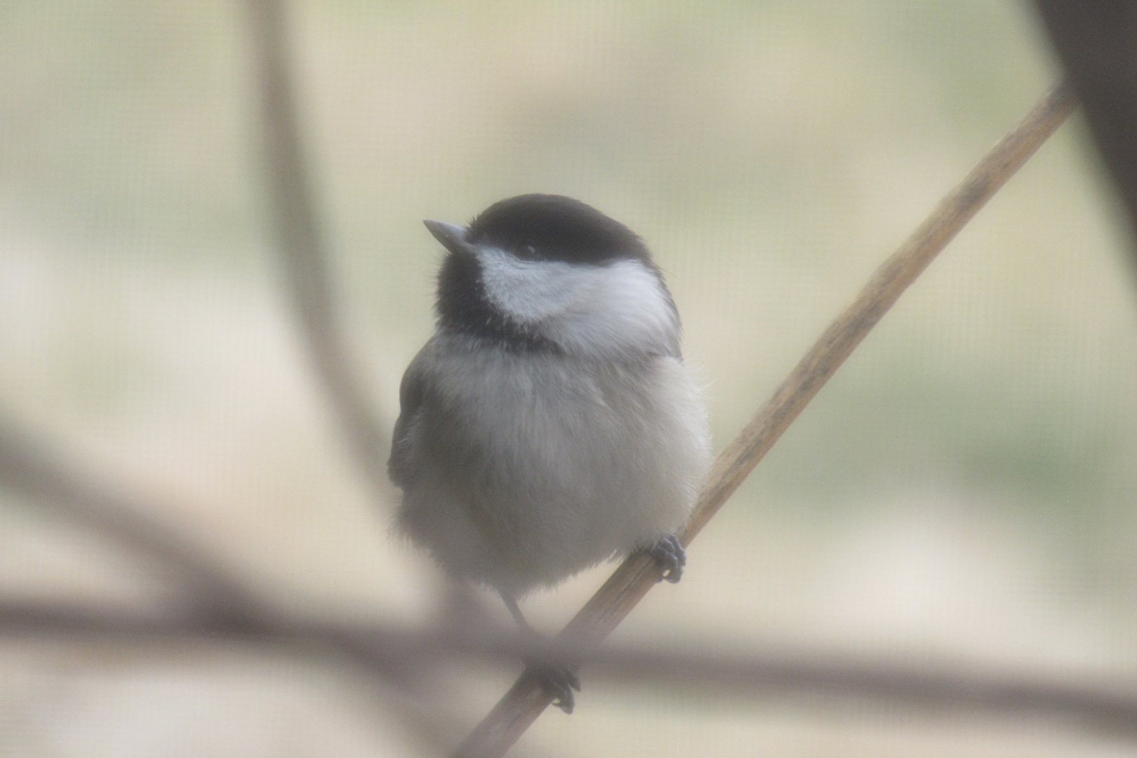 black capped chickadee
