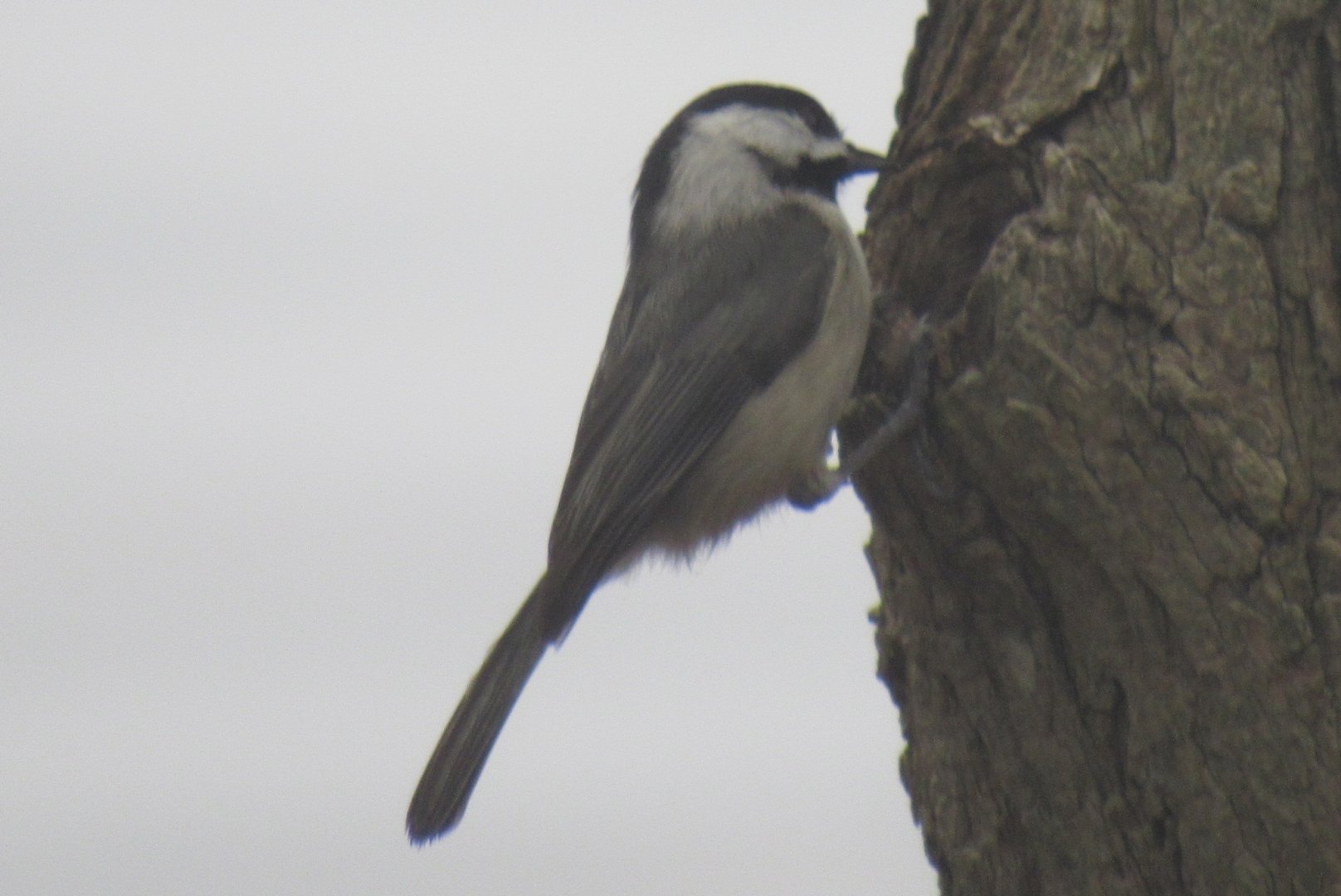 black capped chickadee