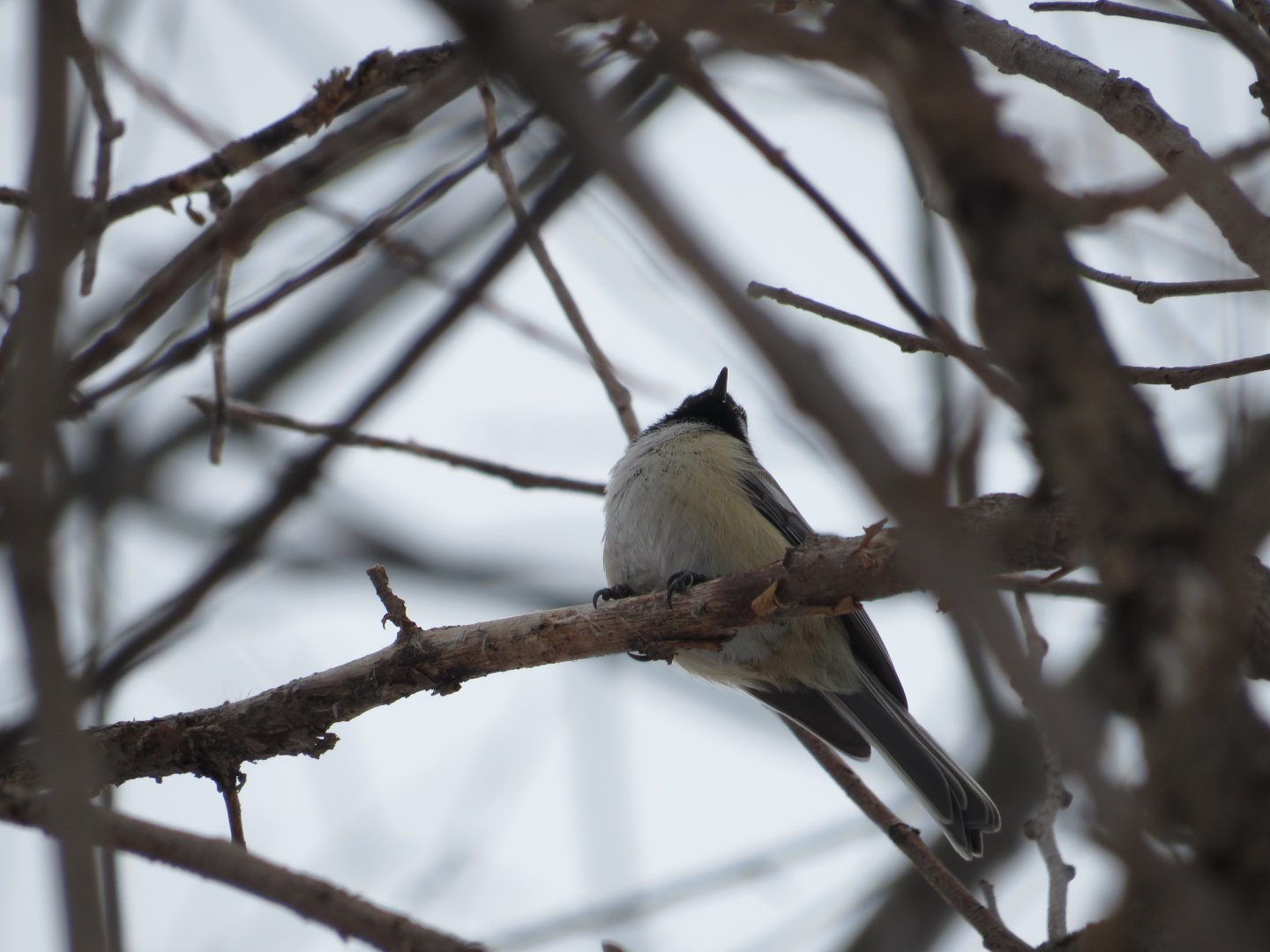 Black-Capped Chickadee
