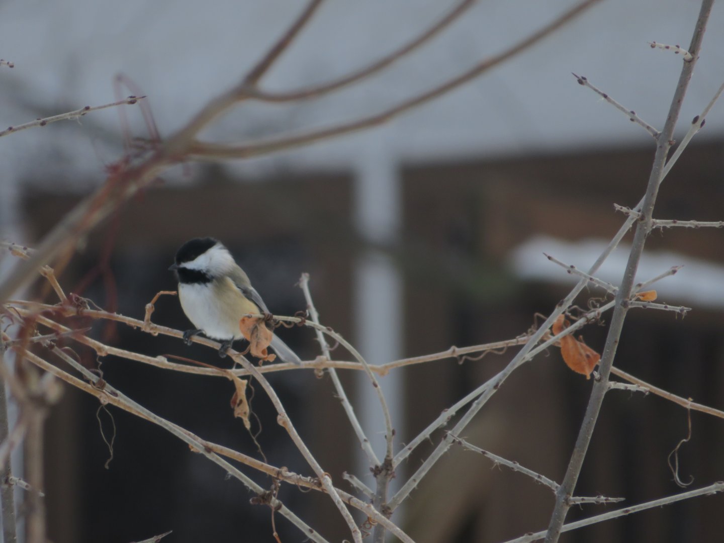 Black-capped chickadee