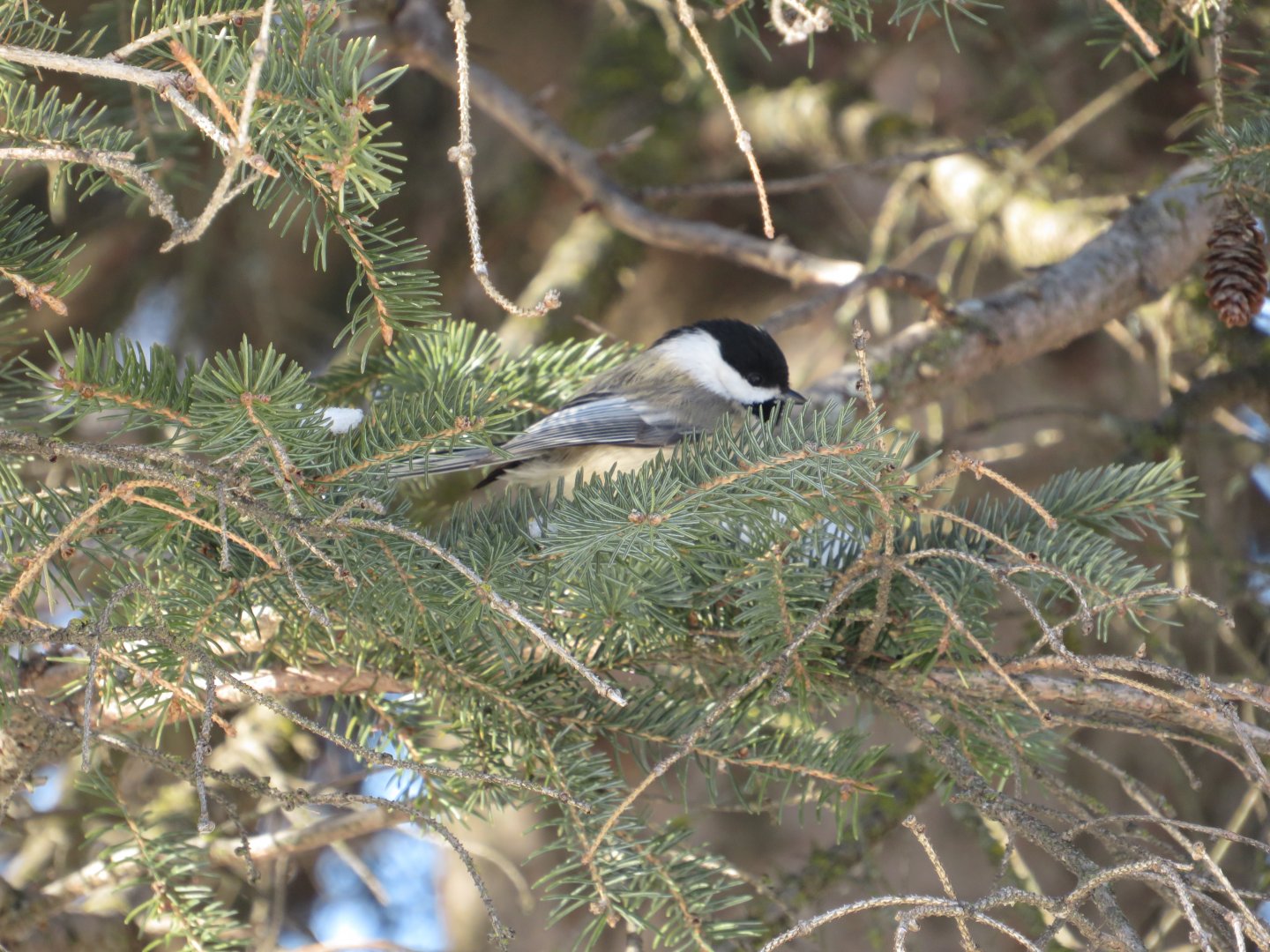 Black-Capped chickadee