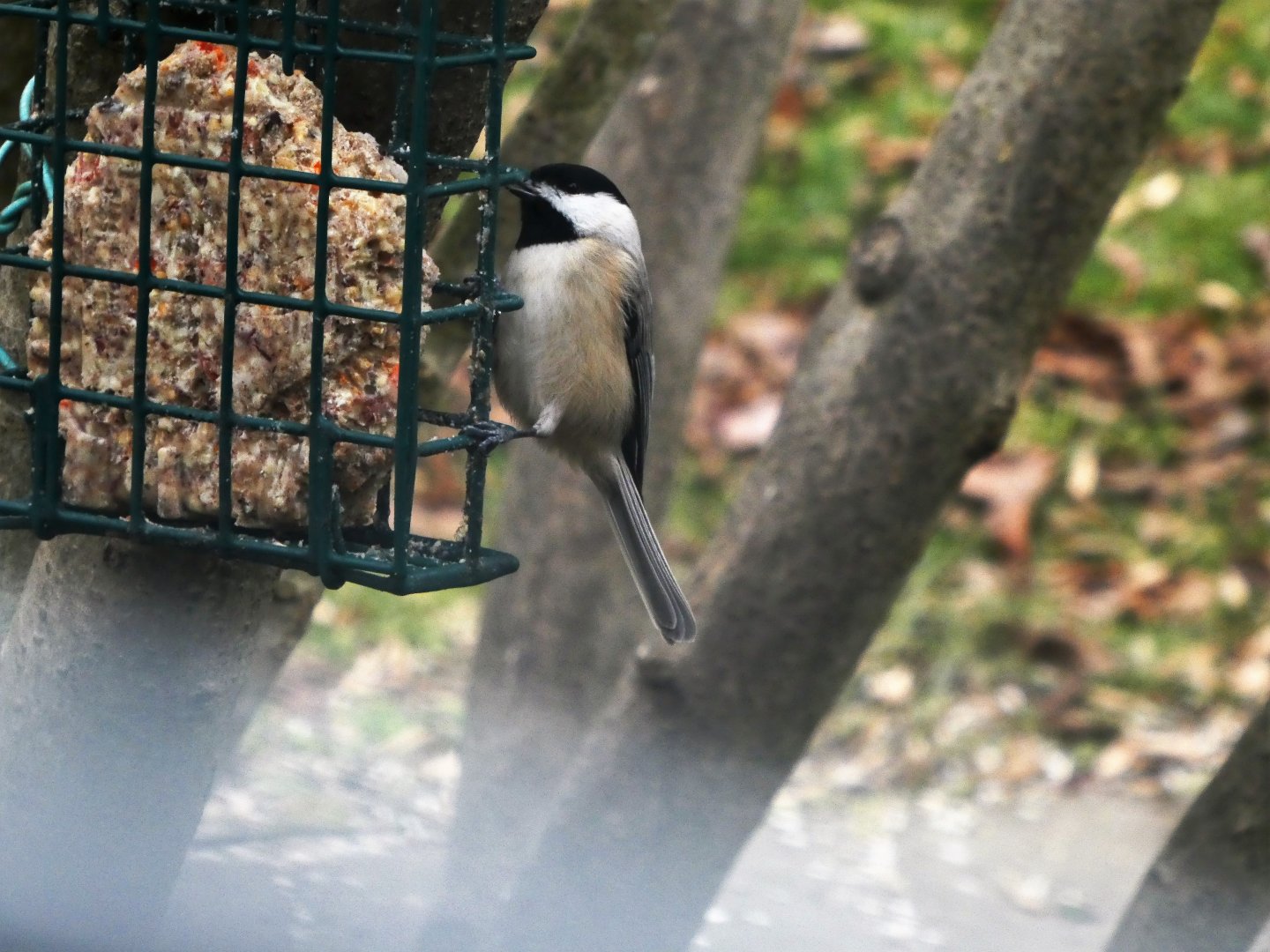 Black-capped Chickadee