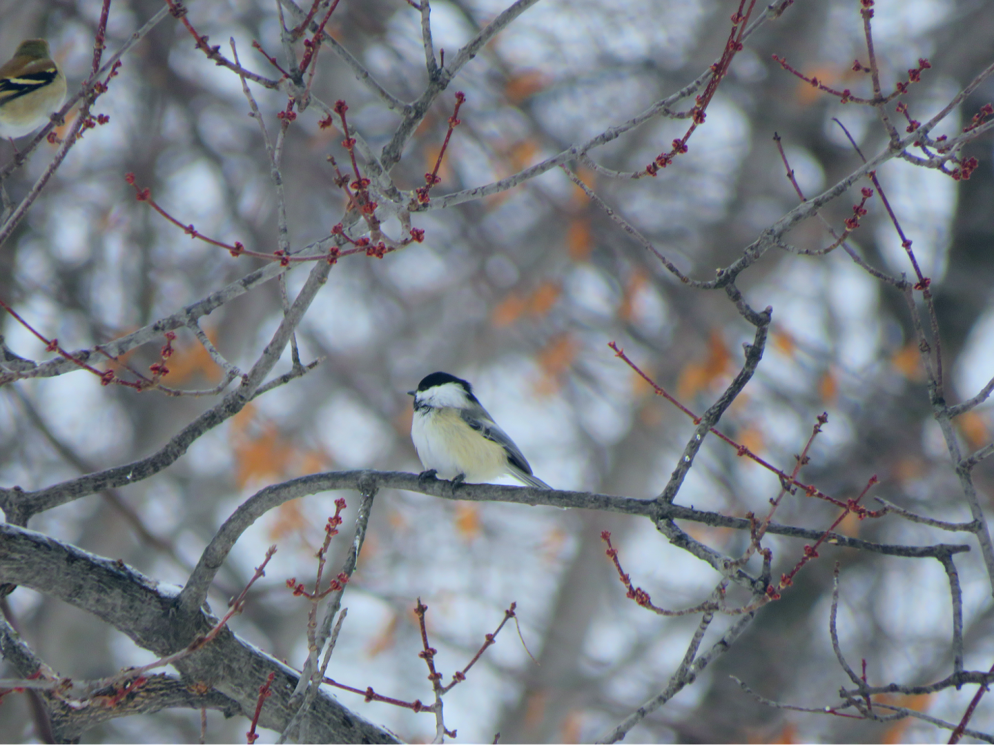 Black-capped Chickadee