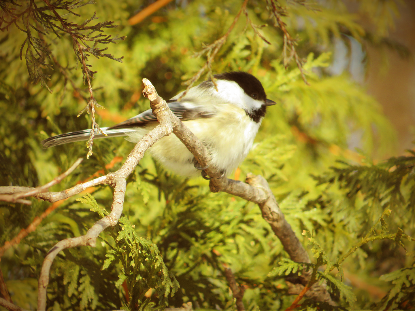 Black-capped chickadee.
