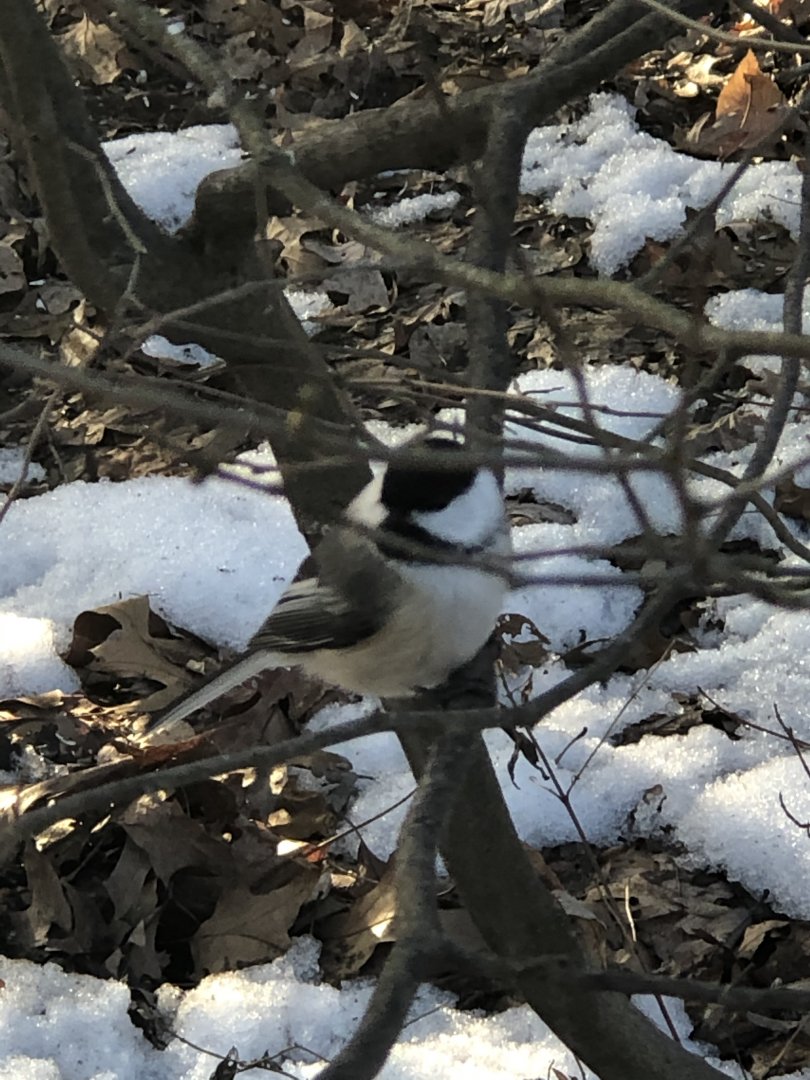 Black-capped Chickadee