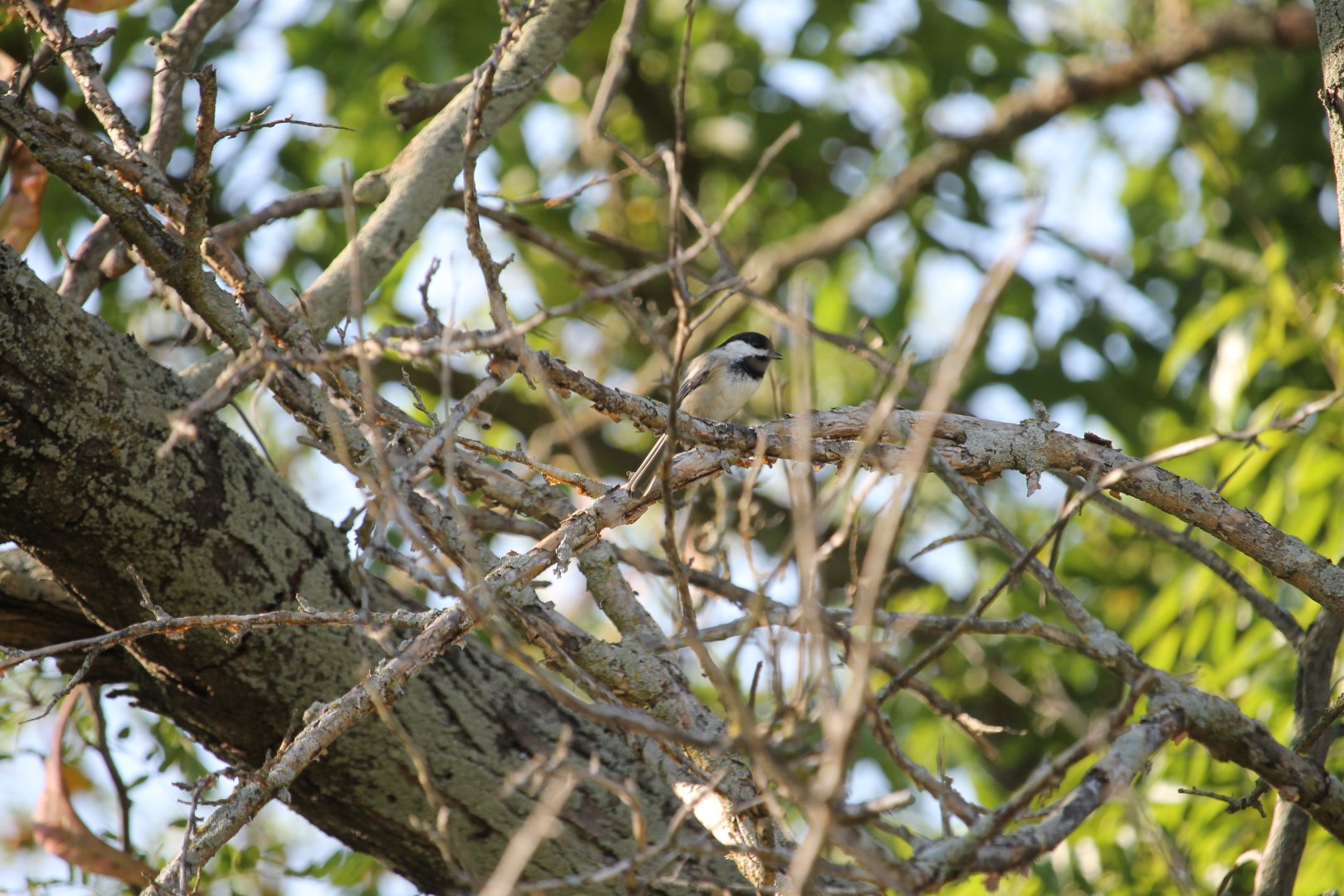 Black capped chickadee