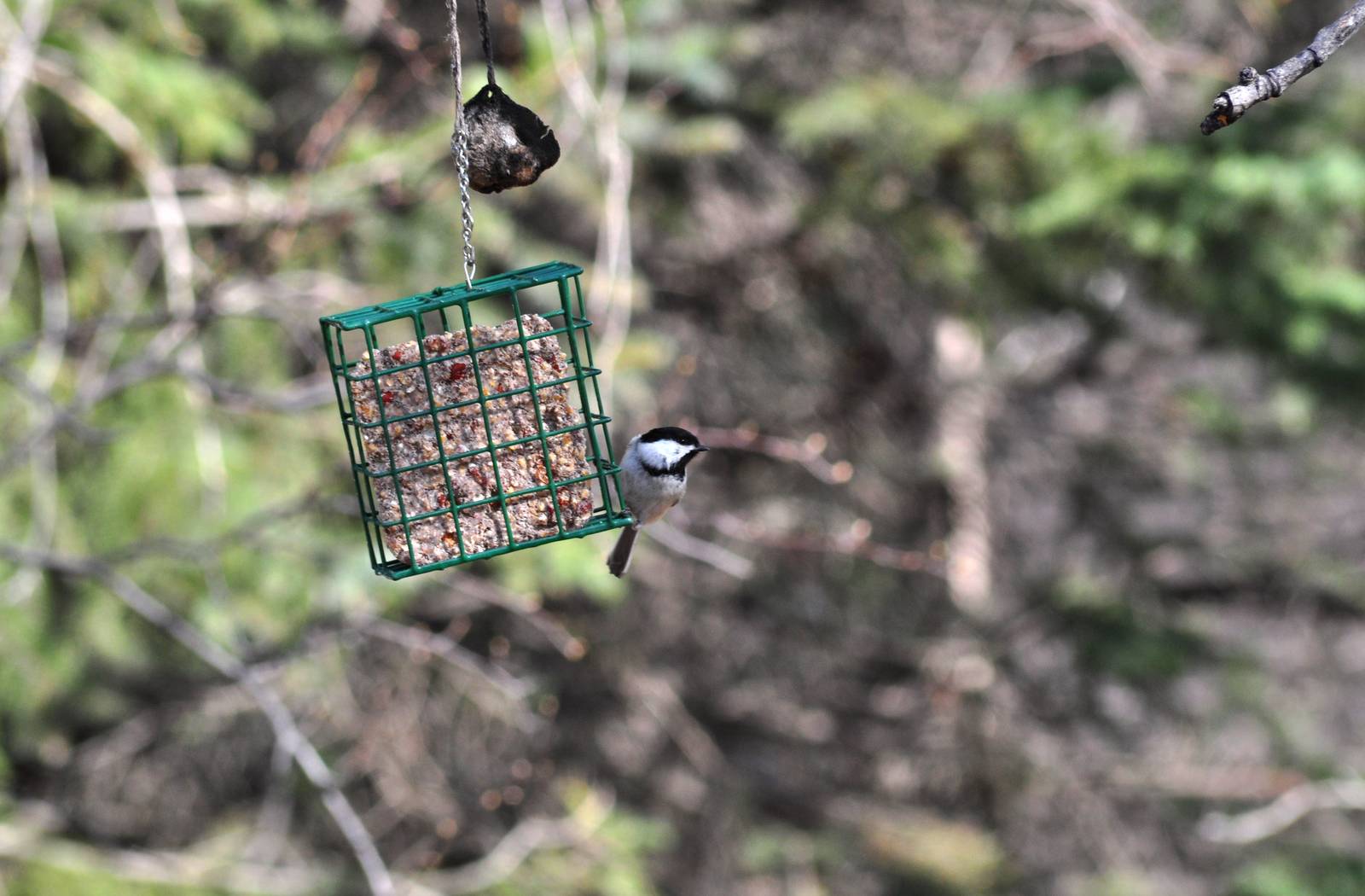 Black-capped Chikadee - Alaska