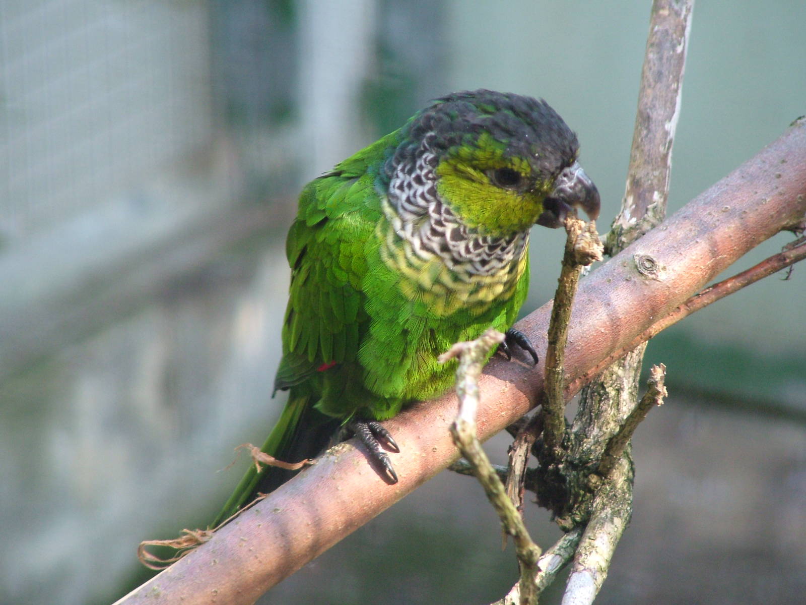Black-capped Conure at Heppenheim, 05/09/10
