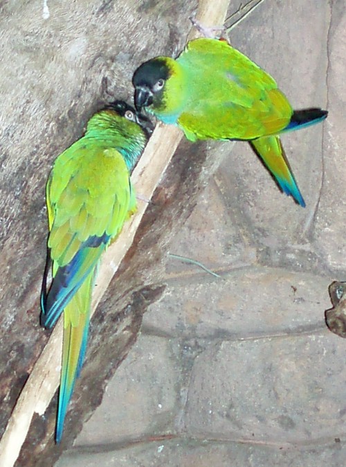 Black-capped Conure (Nandayus nenday)