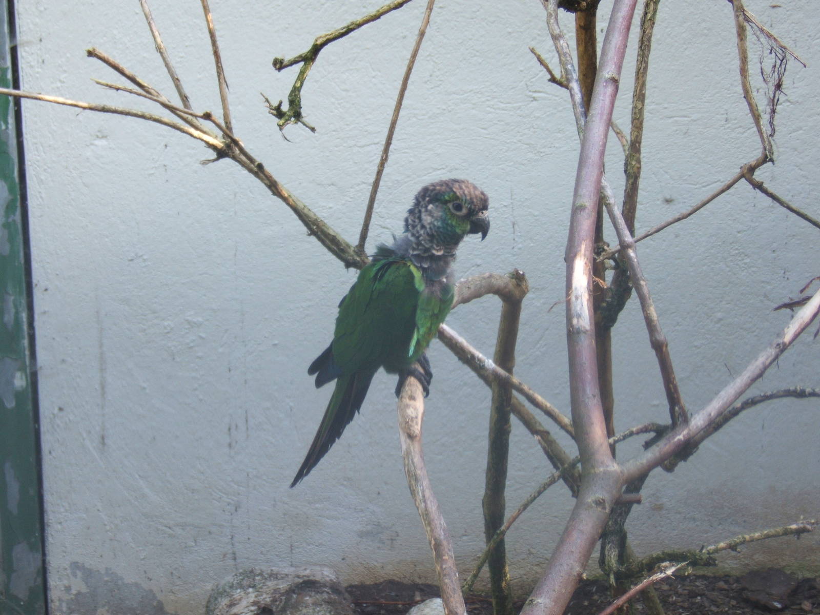 Black-capped Conure (Pyrrhura rupicola rupicola)