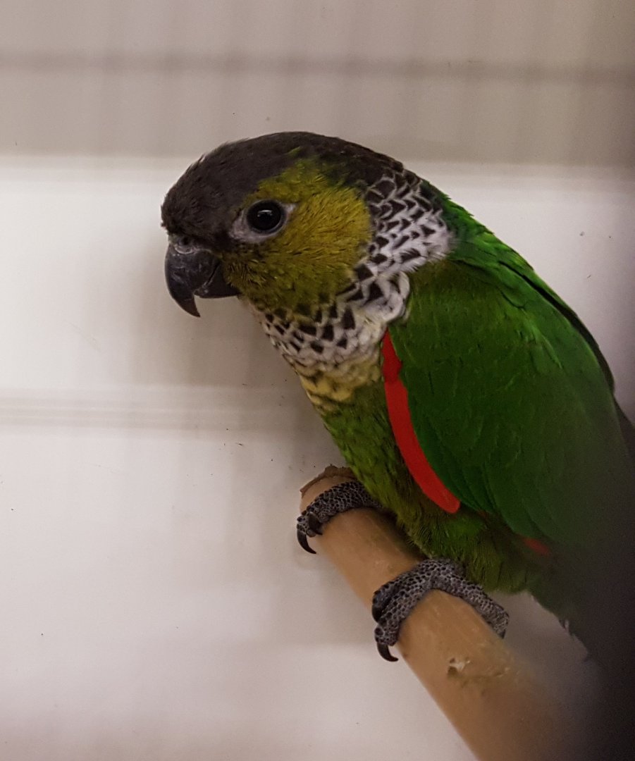 Black-capped conure - Subspecies sandiae