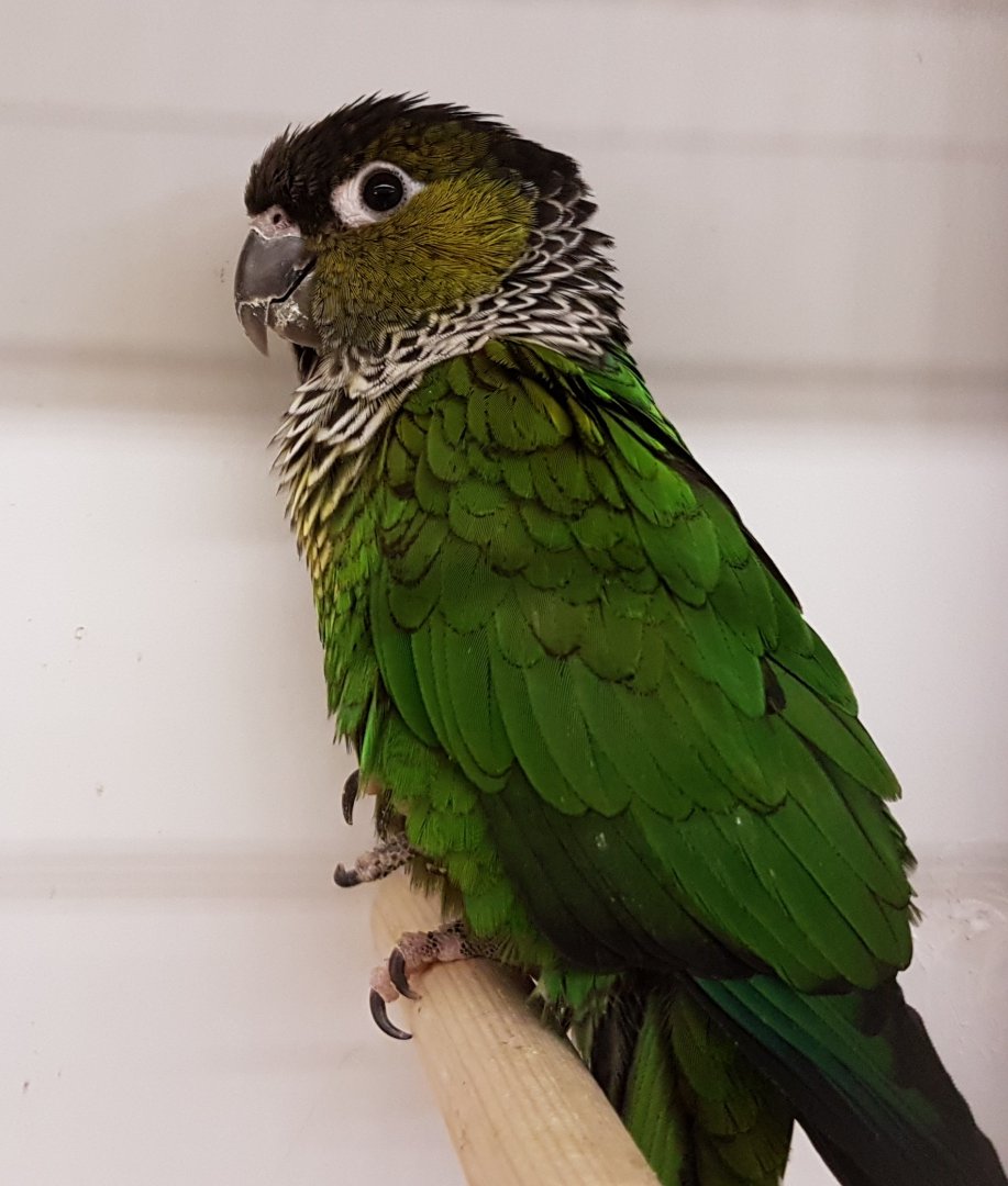Black-capped Conure