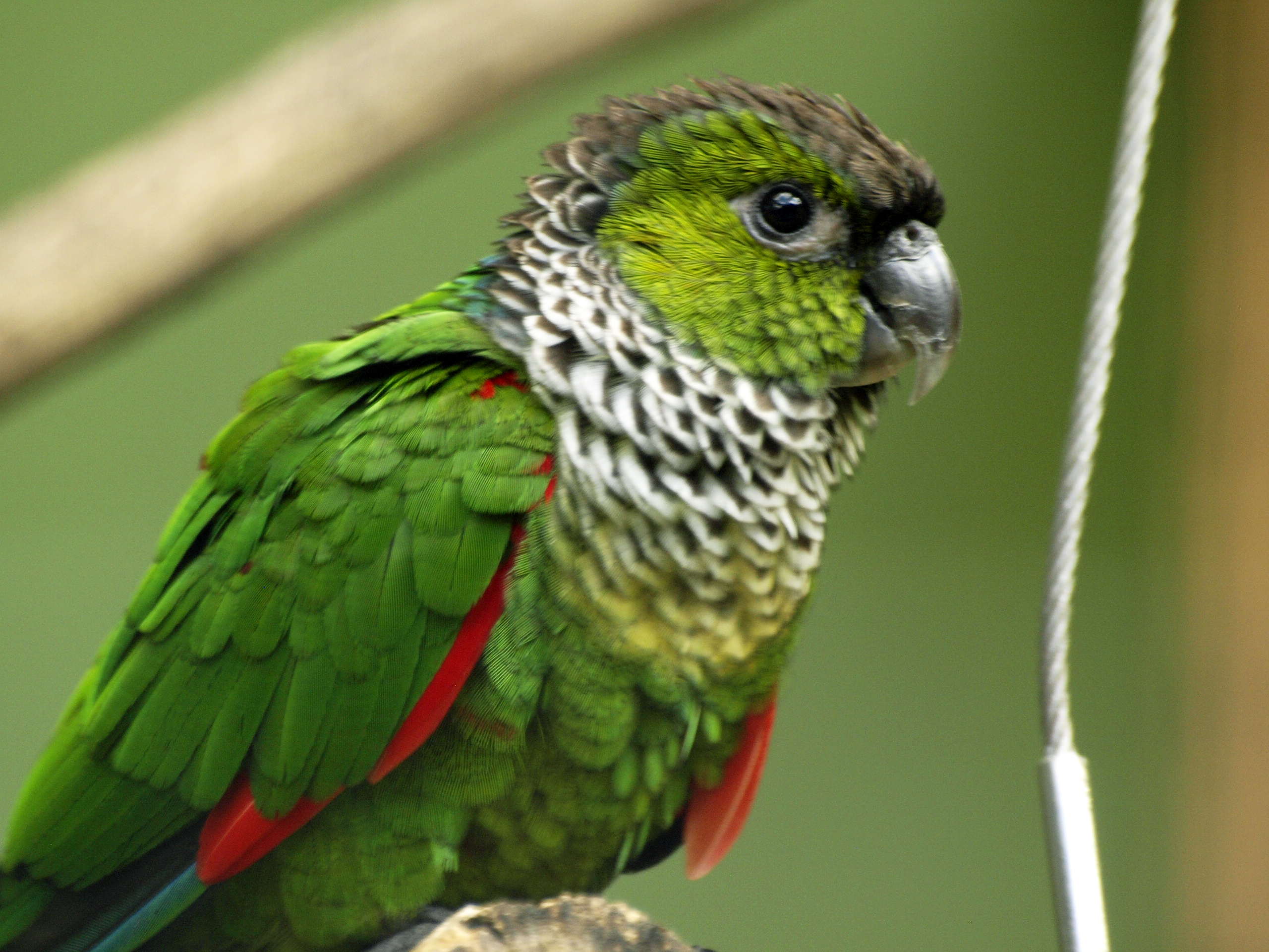 Black-capped conure