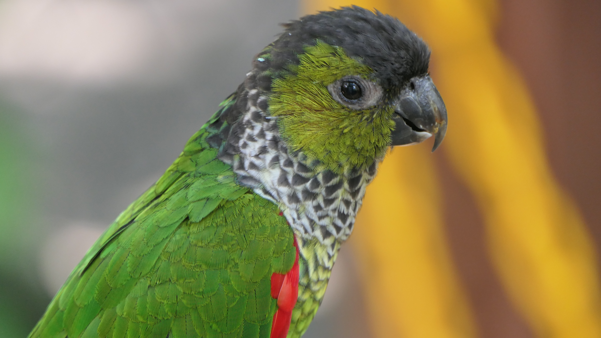 Black-capped Conure