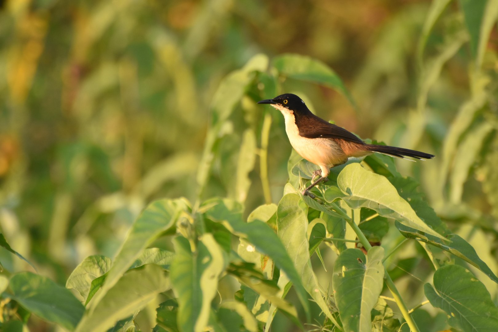 Black-capped Donacobius (Donacobius atricapilla)