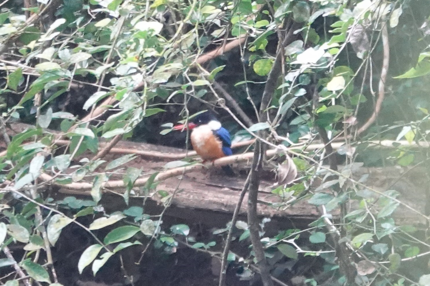 Black-capped Kingfisher