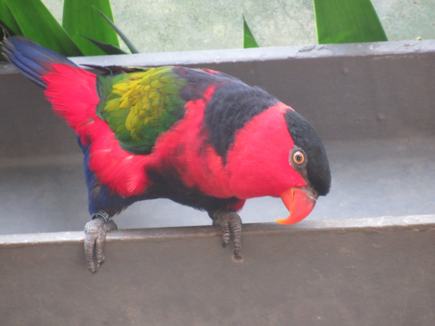 Black-Capped Lorikeet