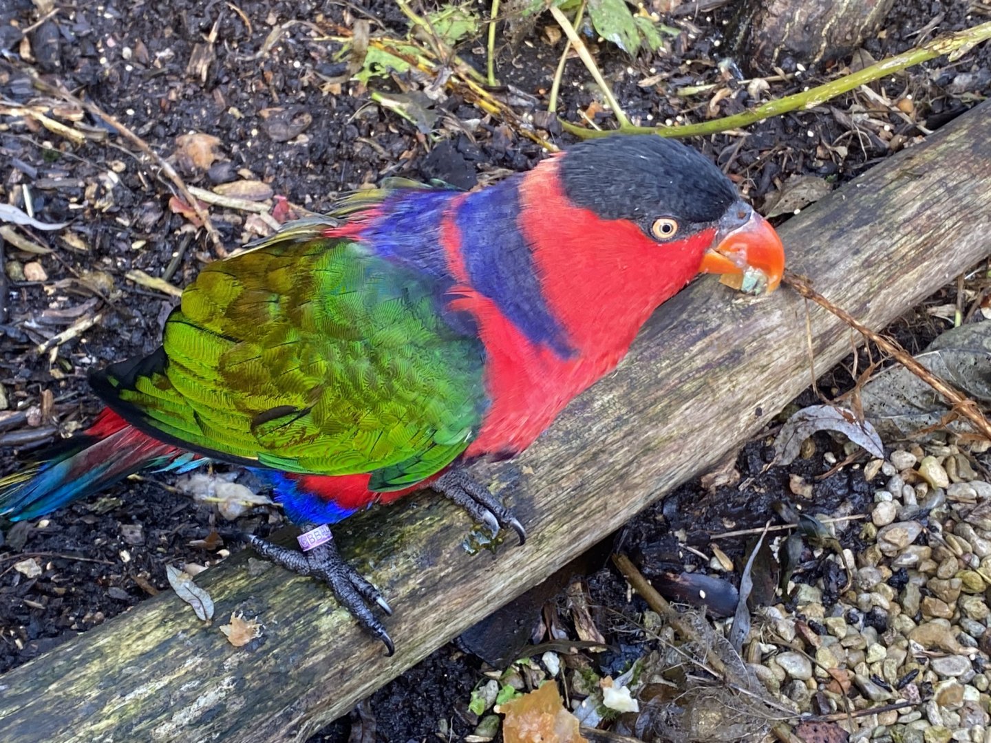 Black-capped lory 241023