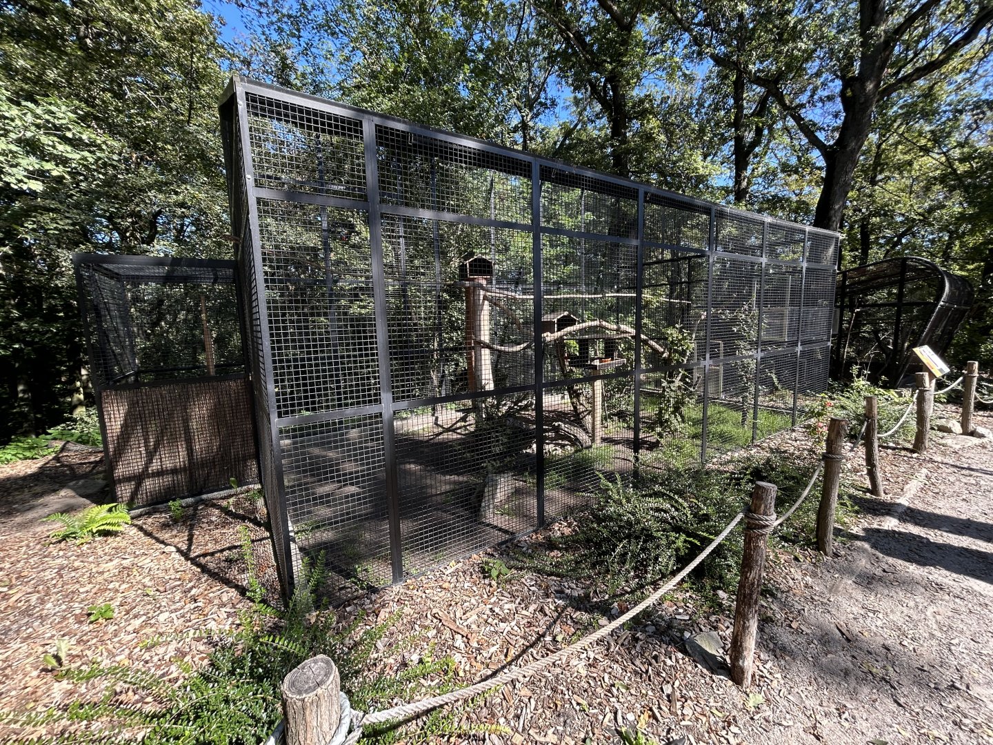 Black-capped Lory Aviary