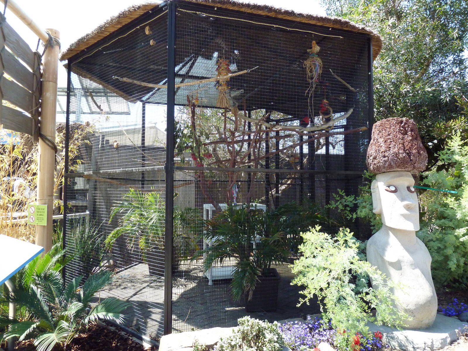 Black-Capped Lory Exhibit