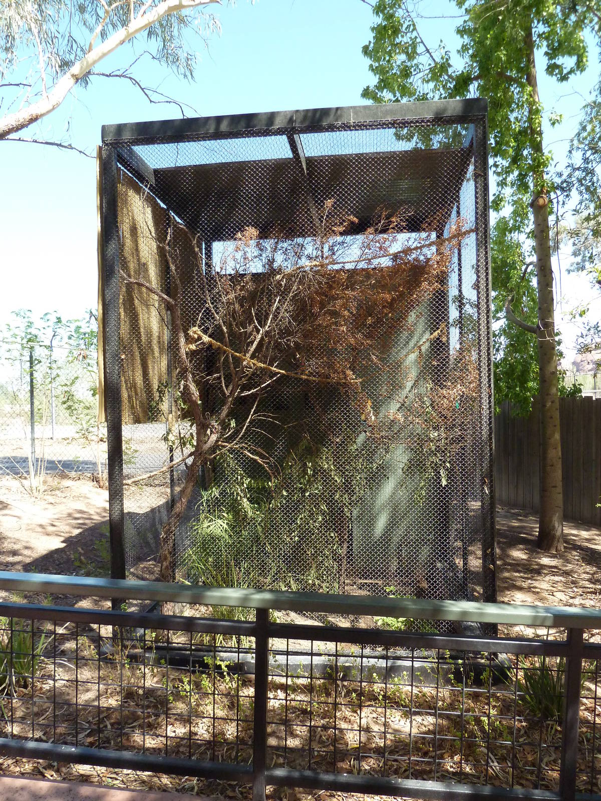 Black-Capped Lory Exhibit