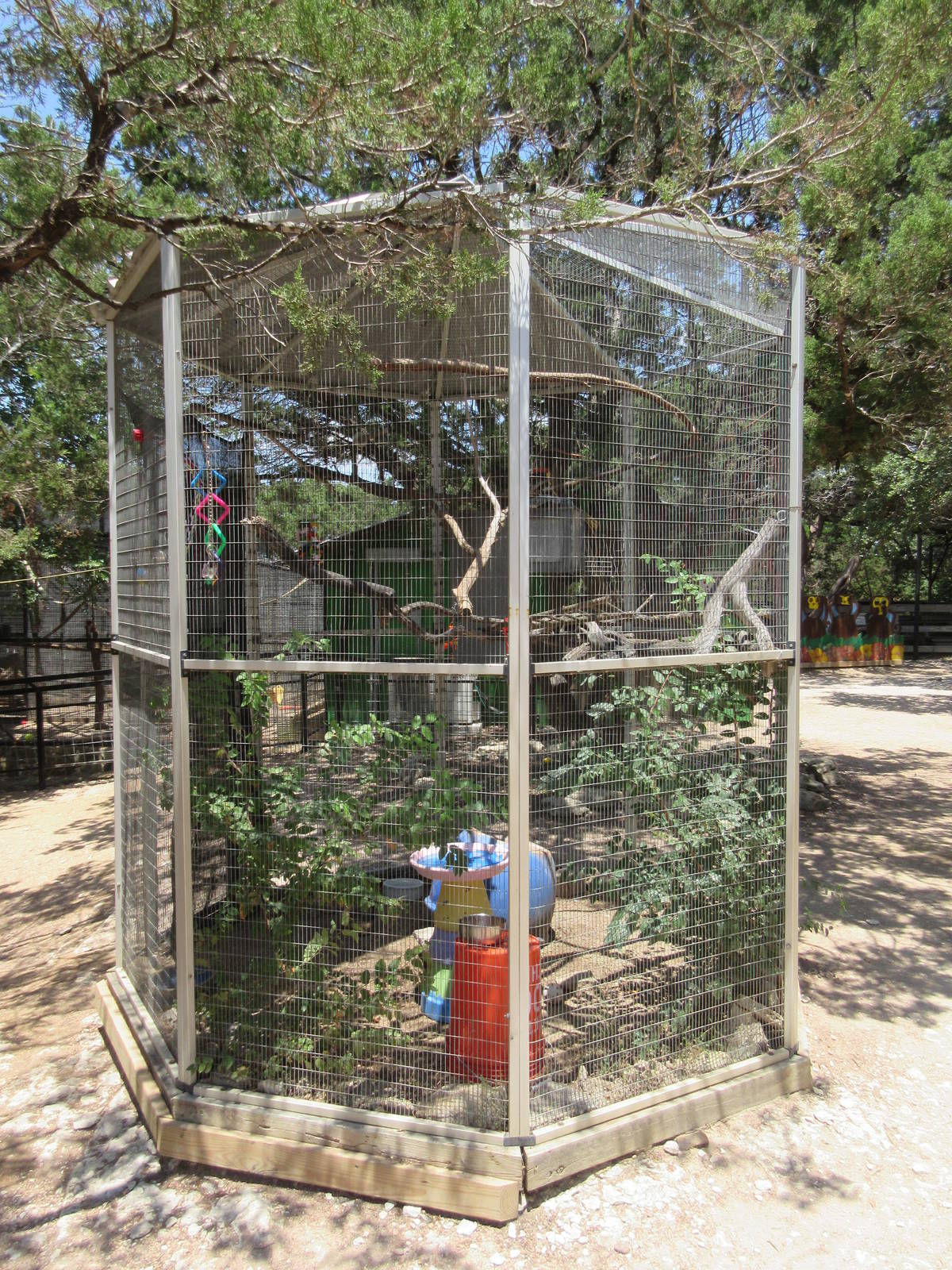 Black-Capped Lory Exhibit