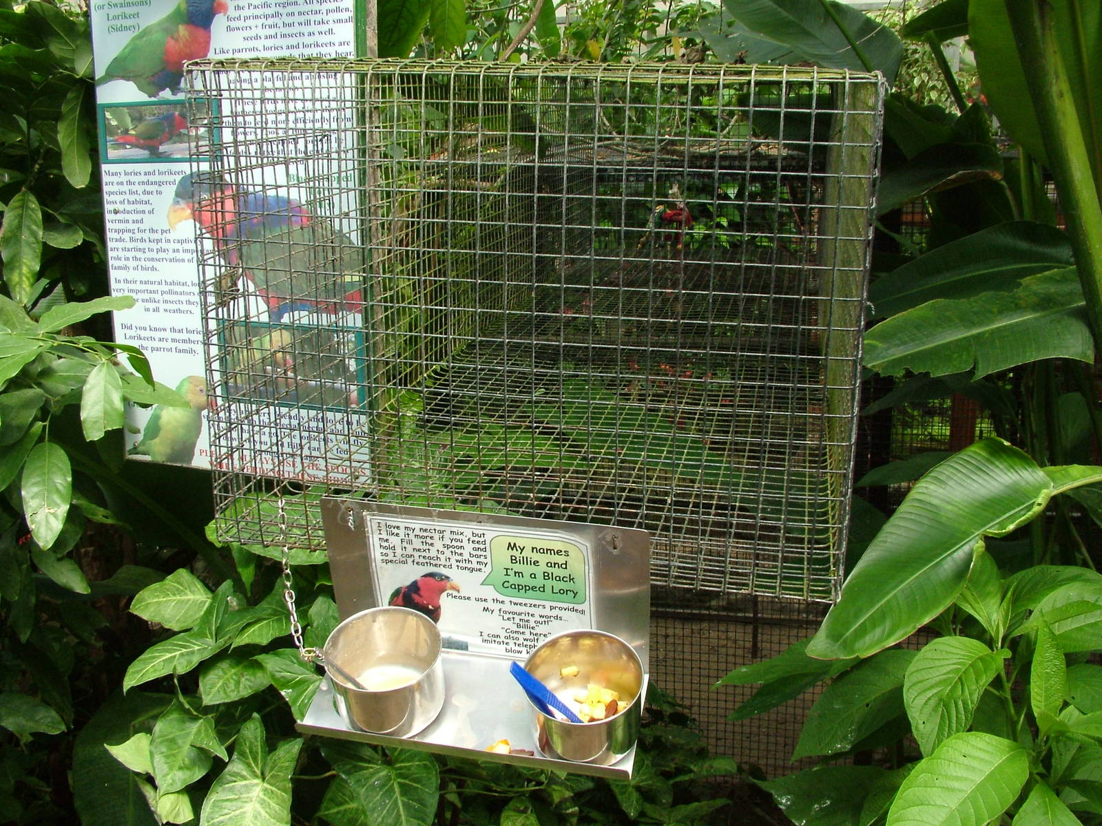 Black-capped Lory feeding at Tropical Butterfly House 13/06/09