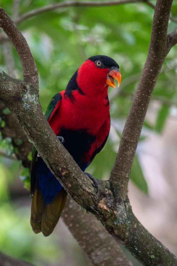 Black-capped Lory (Lorius lorius erythrothorax)