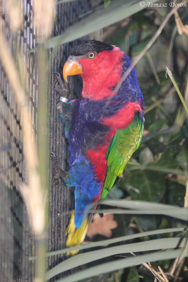 Black-capped Lory (Lorius lory lory)