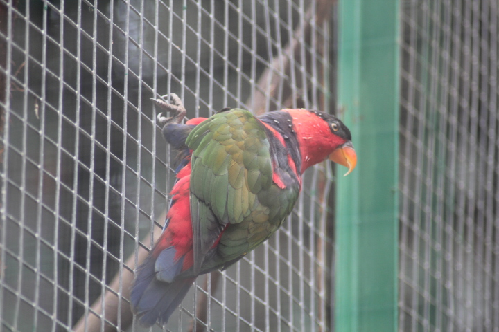 Black-capped lory (Lorius lory salvadorii)