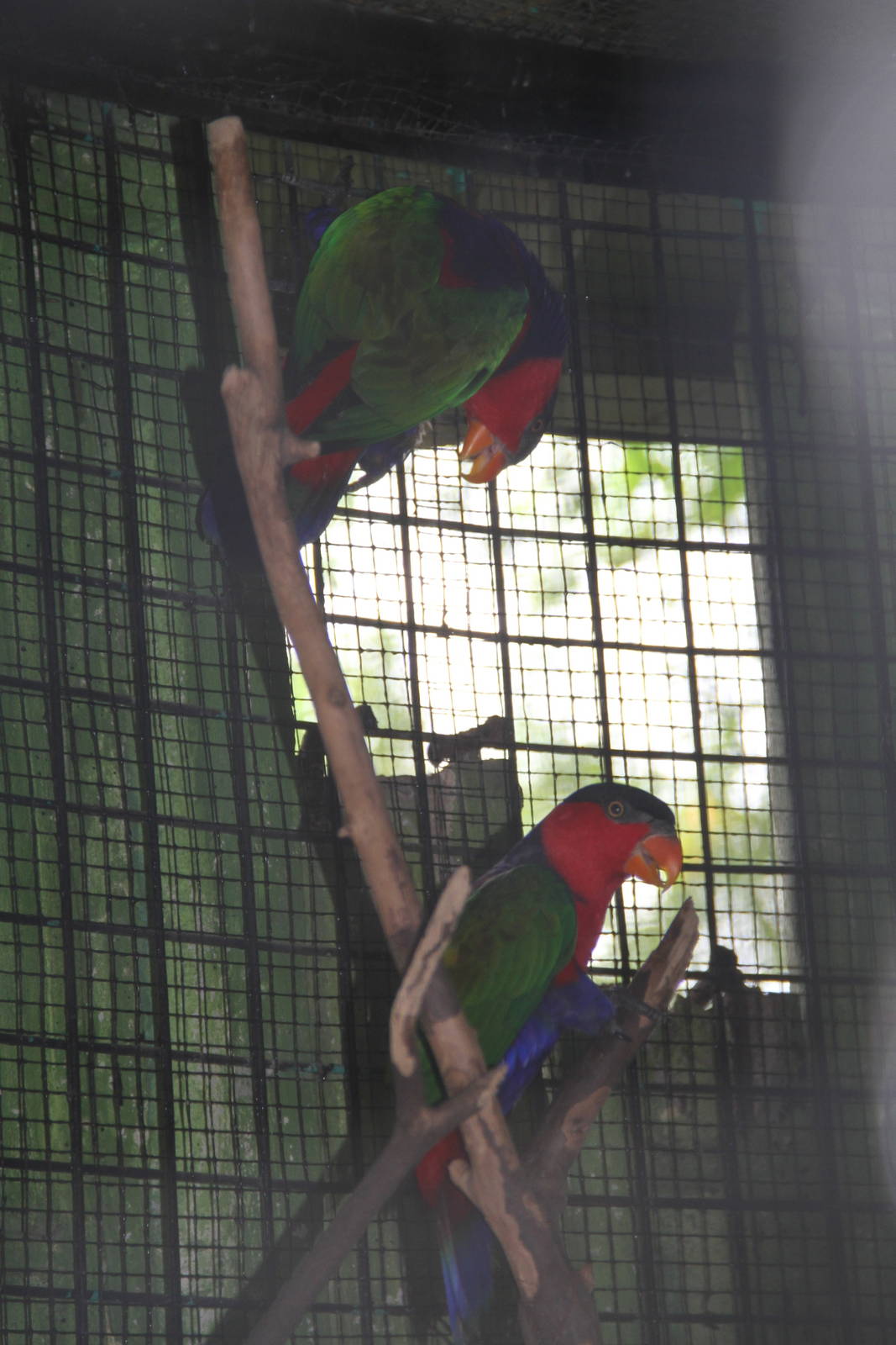 Black-capped Lory (Lorius lory)