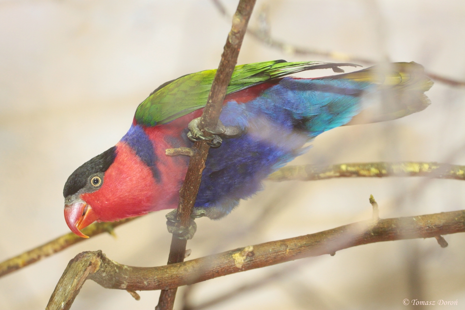 Black-capped Lory (Lorius lory)