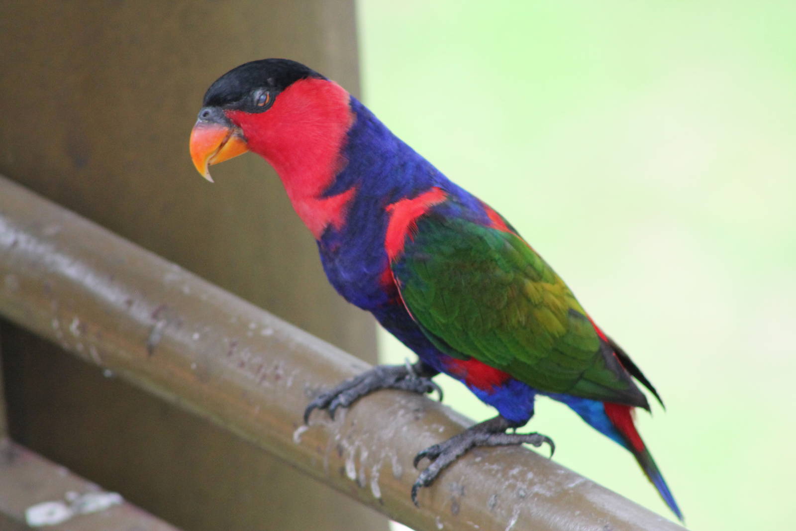 Black-capped Lory (Lorius lory)