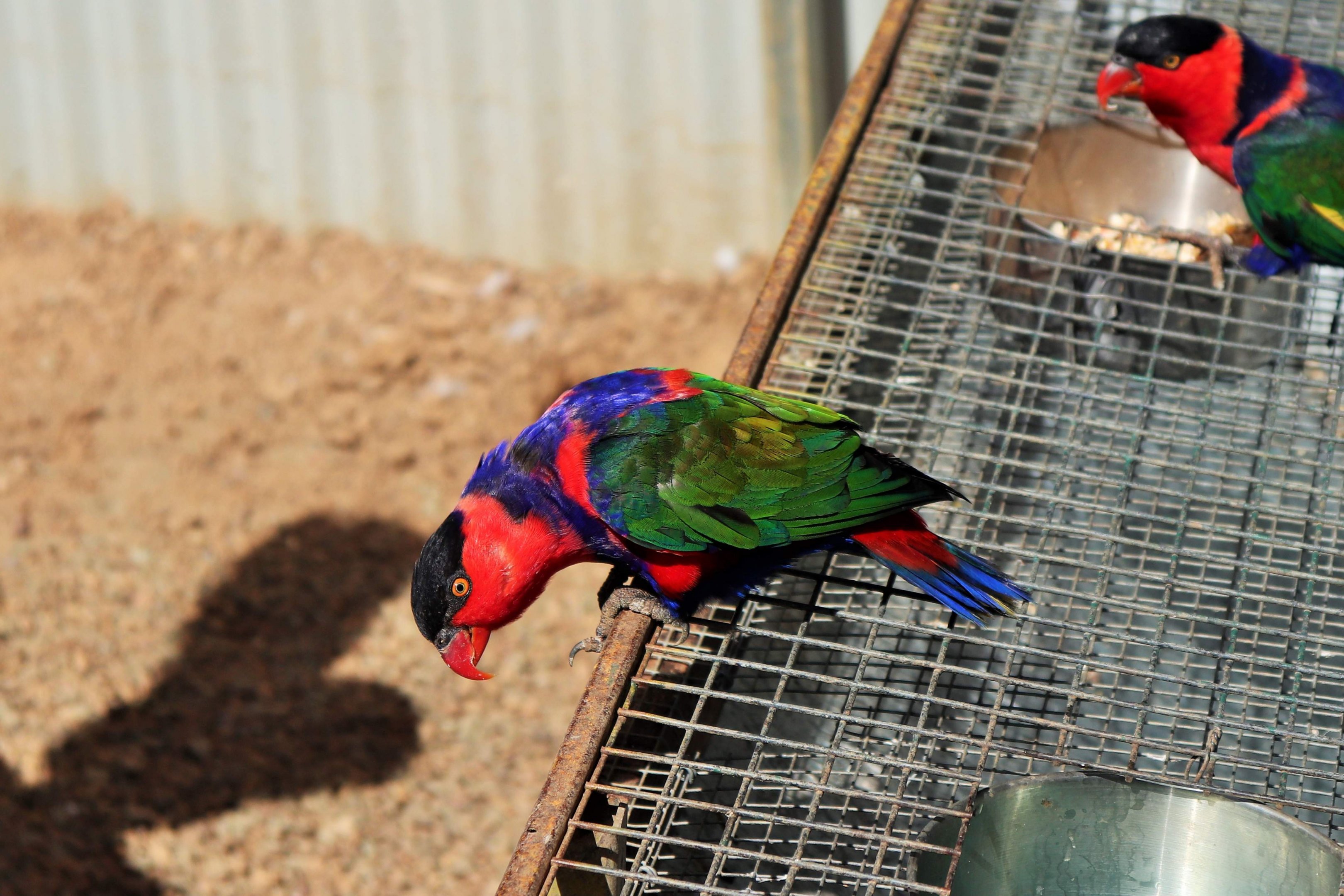 Black-capped Lory (Lorius lory)