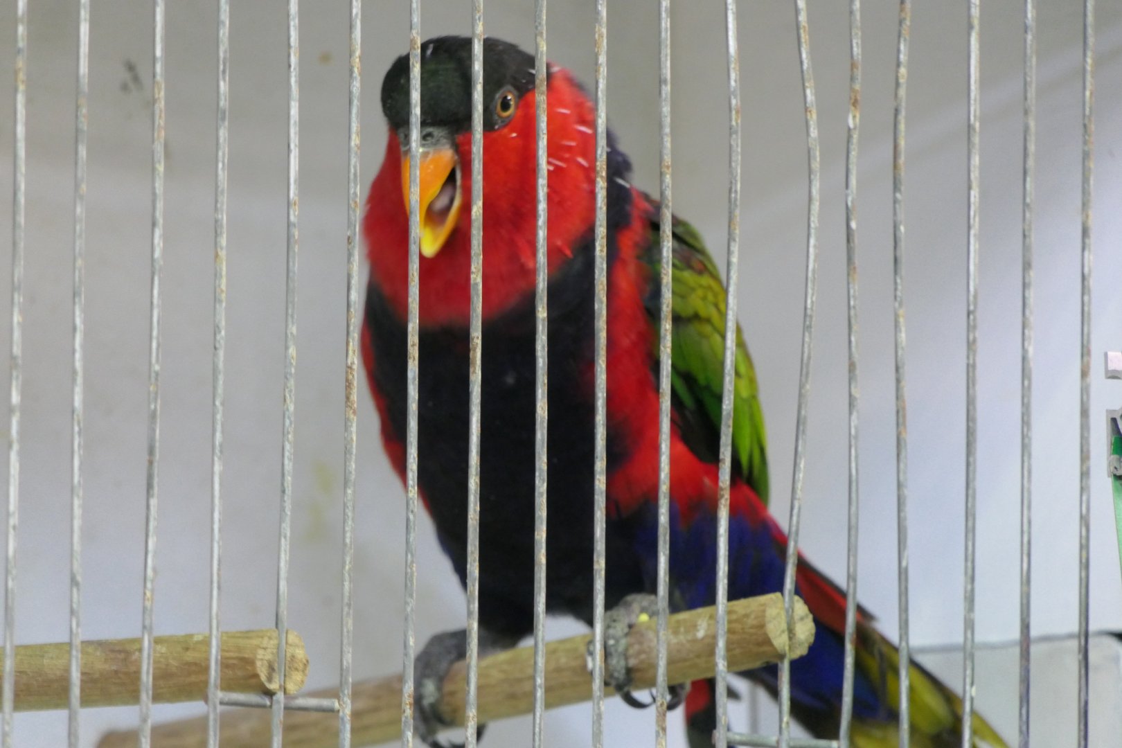 Black-capped Lory (Lorius lory)