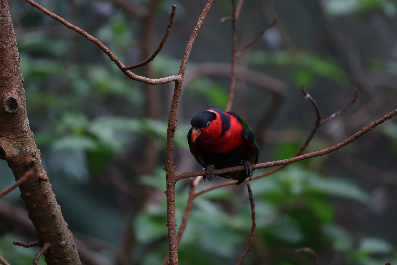 Black-capped lory (Lorius lory)