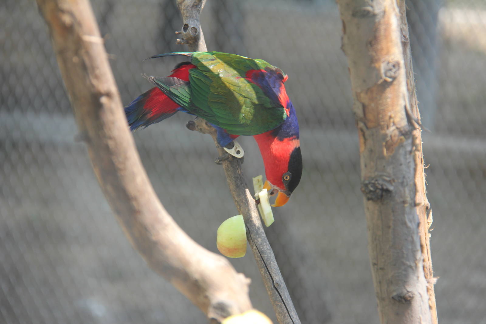 Black-capped Lory