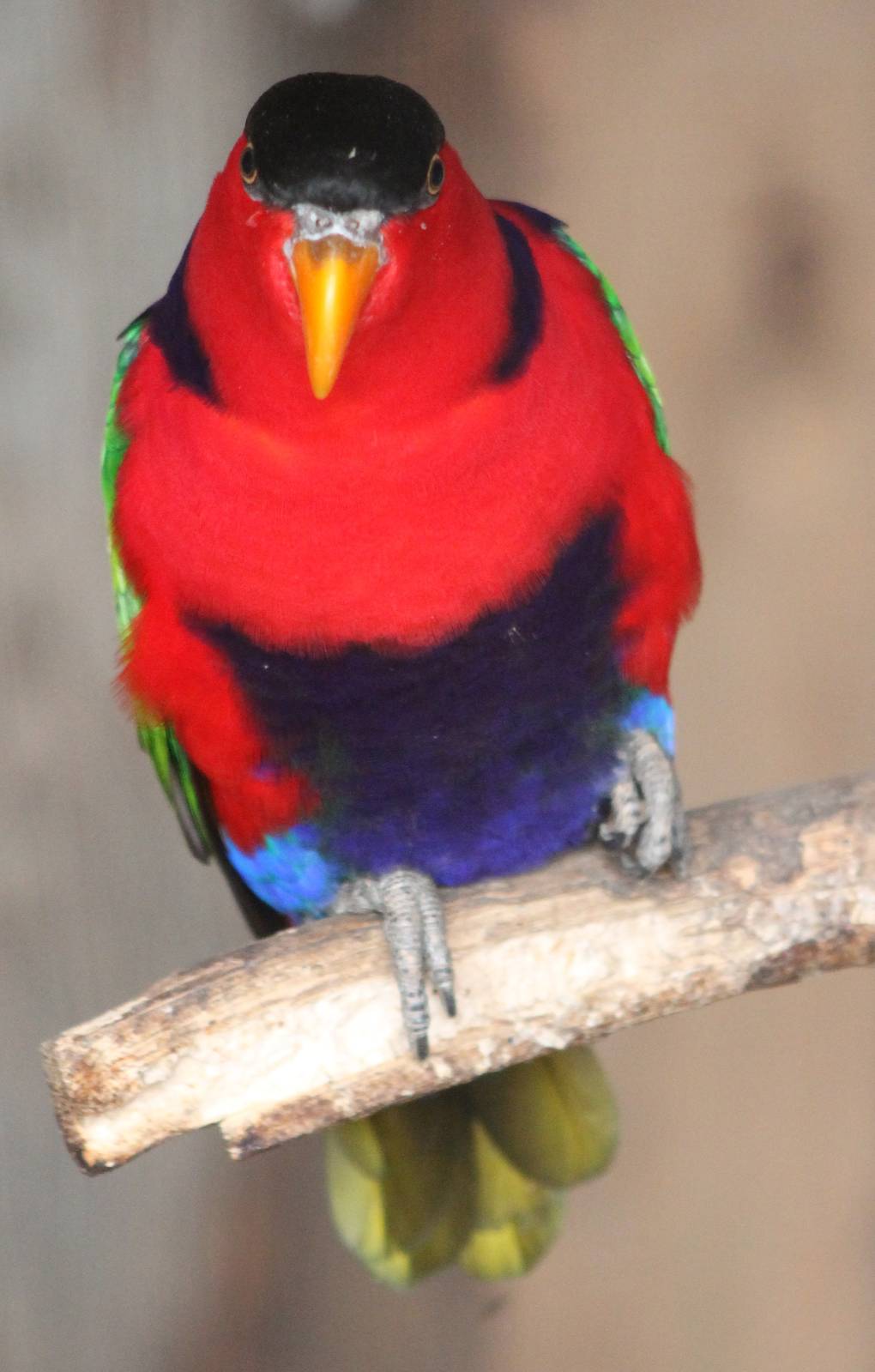 Black-capped lory