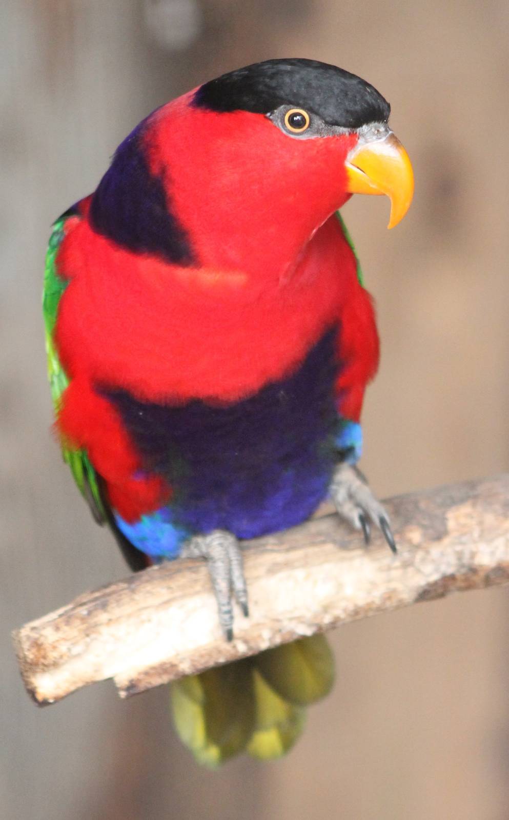 Black-capped lory