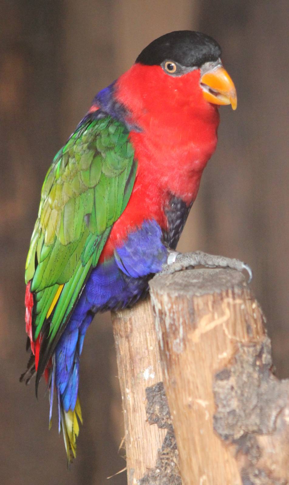 Black-capped lory