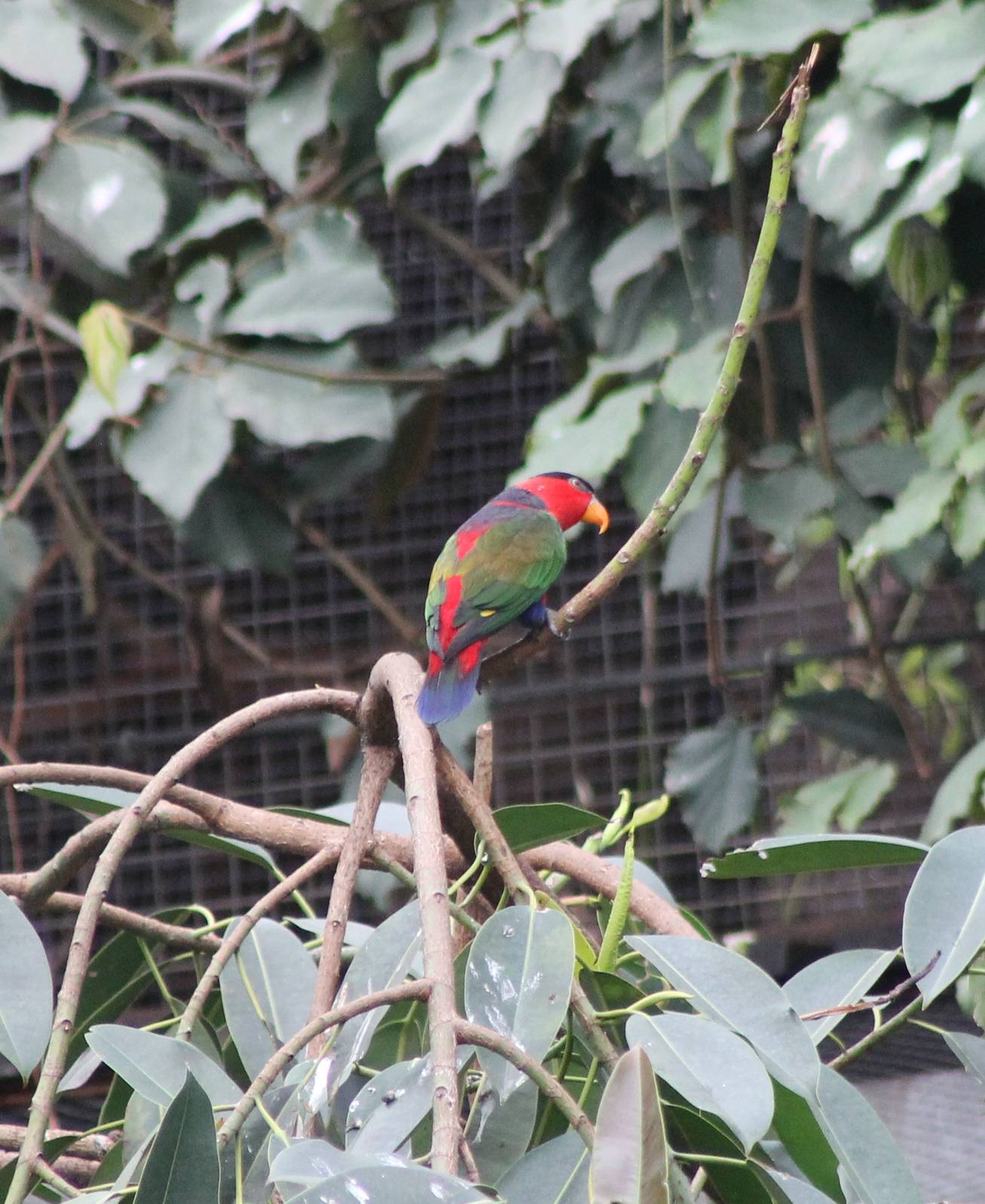 Black-capped lory