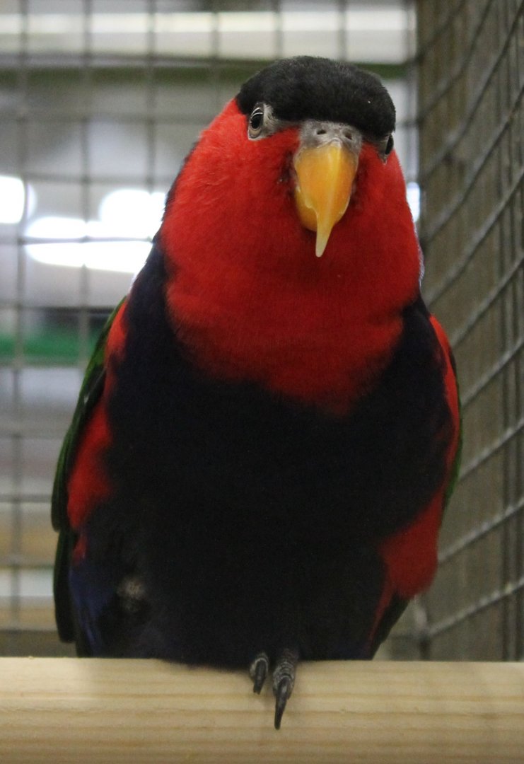 Black-capped lory