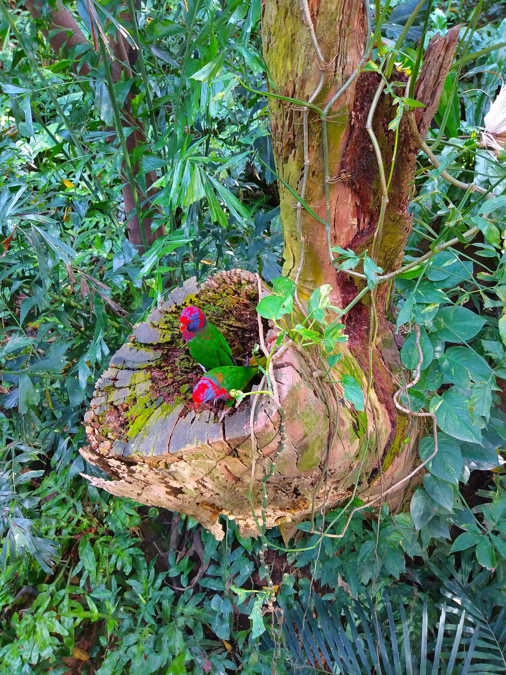 Black-capped Lory